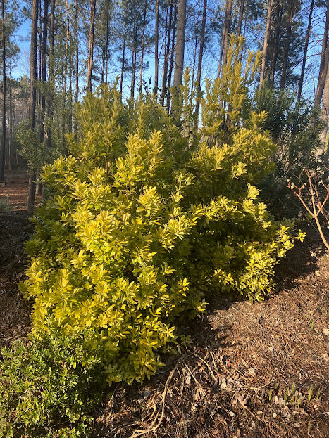 Illicium parviflorum 'Florida Sunshine'