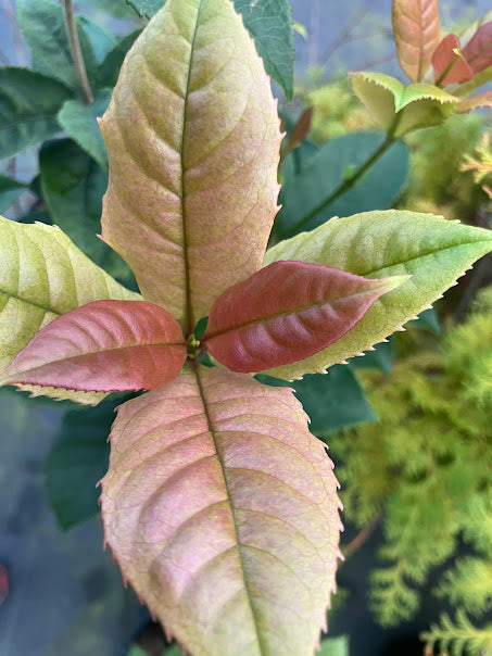 Osmanthus fragrans 'Quinnan Guifei' RARE