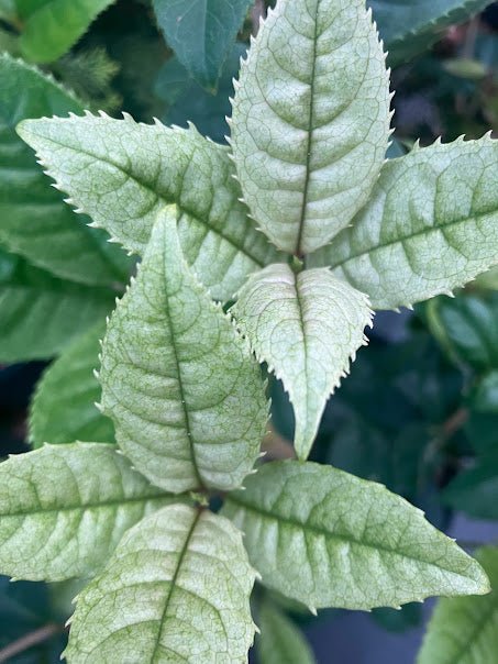 Osmanthus fragrans 'Quinnan Guifei' RARE