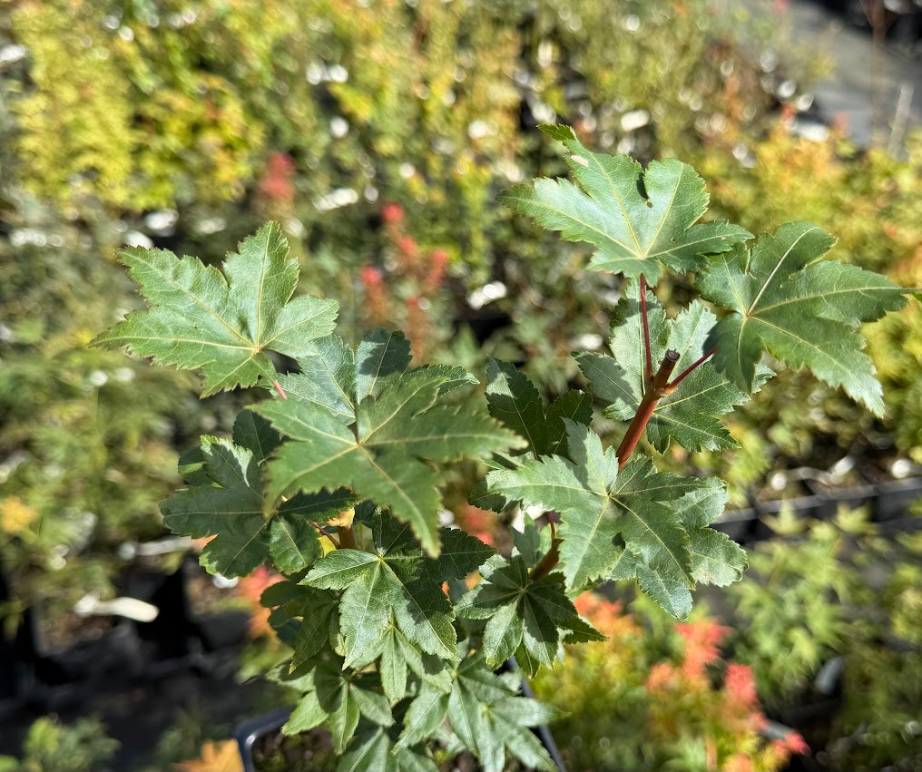 Acer palmatum 'Ven's Broom'