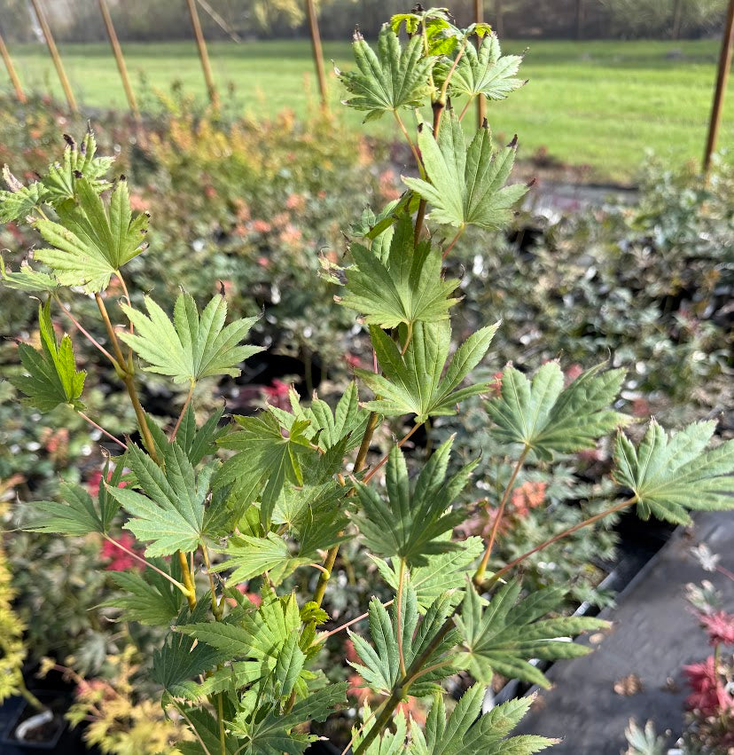 Acer tennuifolium