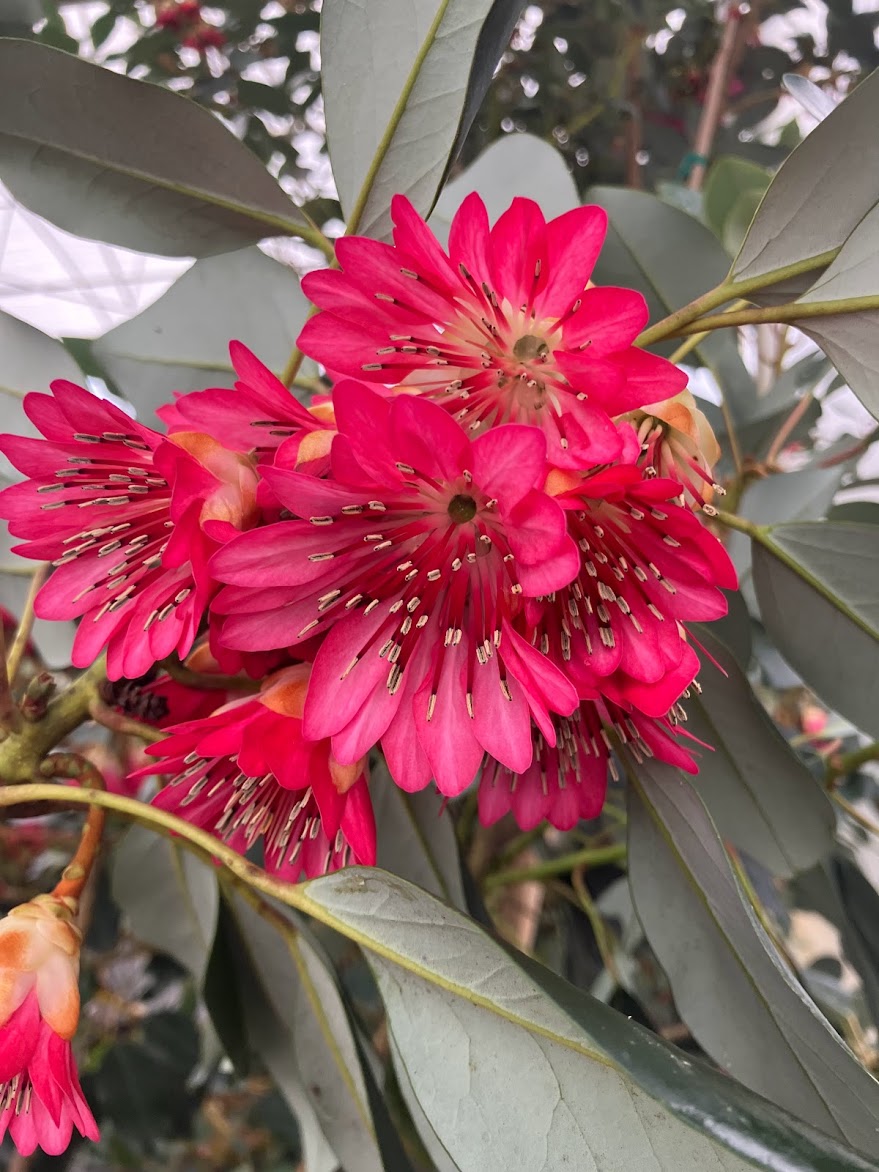 Rhodoleia henryi "Cold Hardy Clone" EXTREMELY RARE!