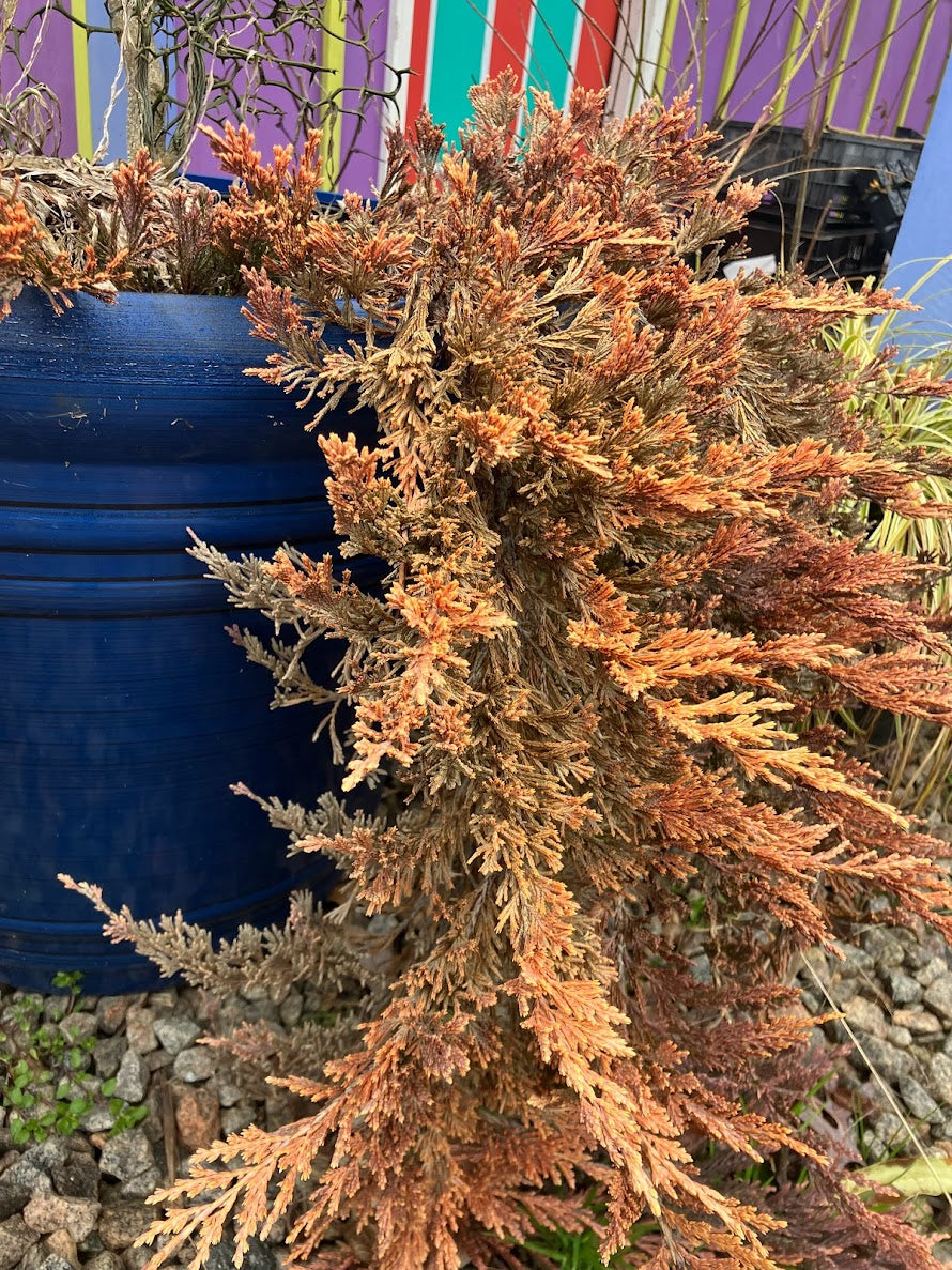 Juniperus horizontalis 'Copper Harbor'