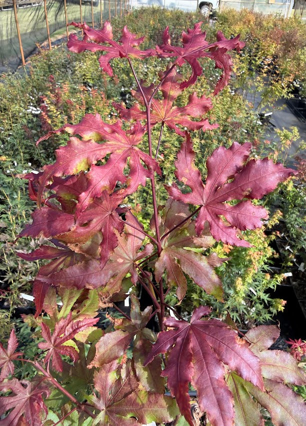 Acer palmatum 'Amber Ghost'