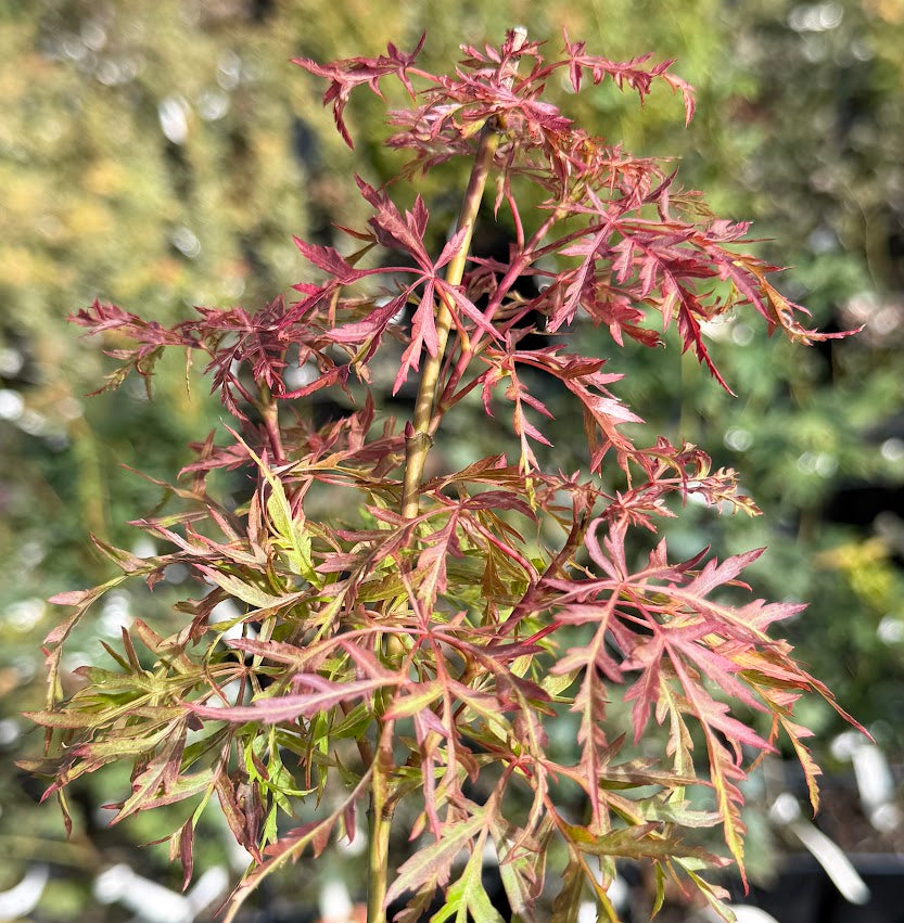 Acer palmatum 'Baldsmith'