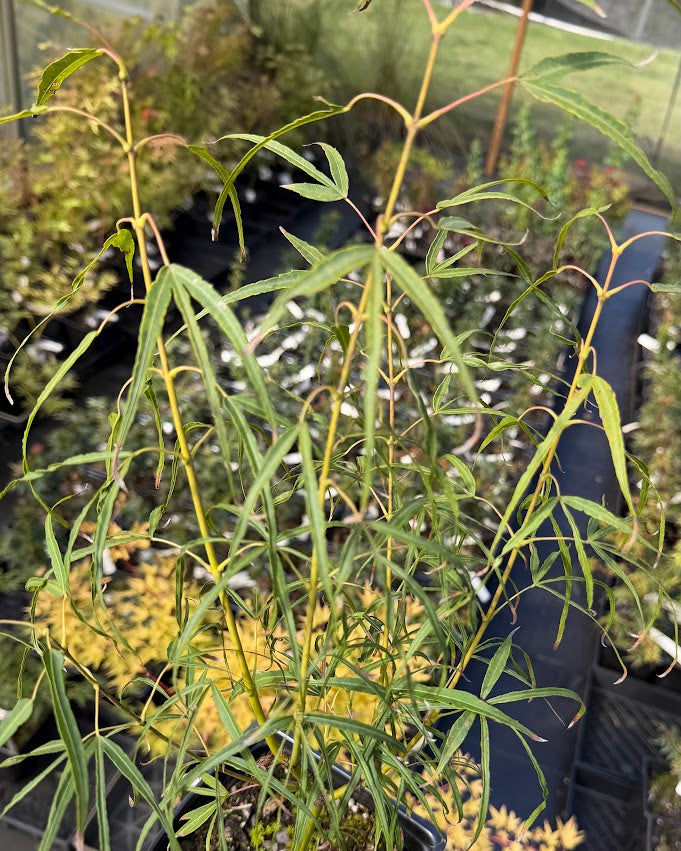 Acer palmatum 'Shinobuga Oka'