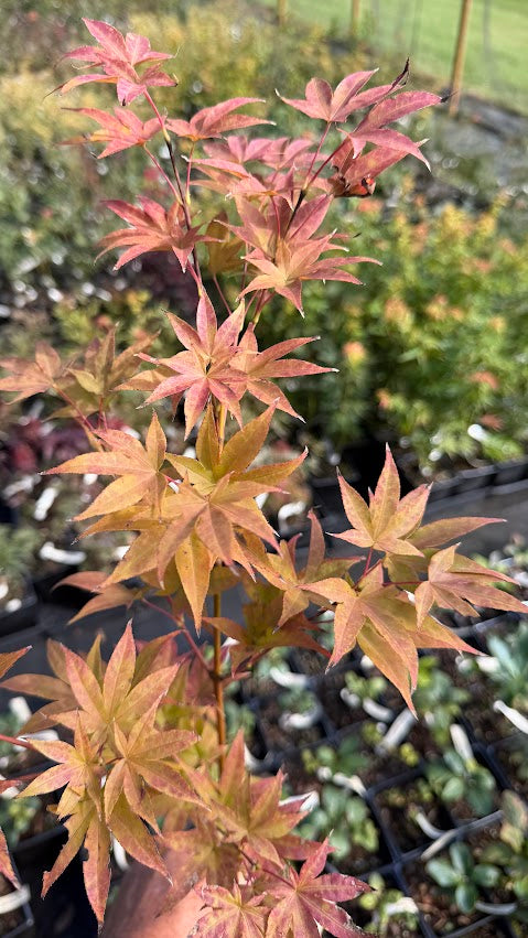 Acer palmatum 'Nomura Nishiki'
