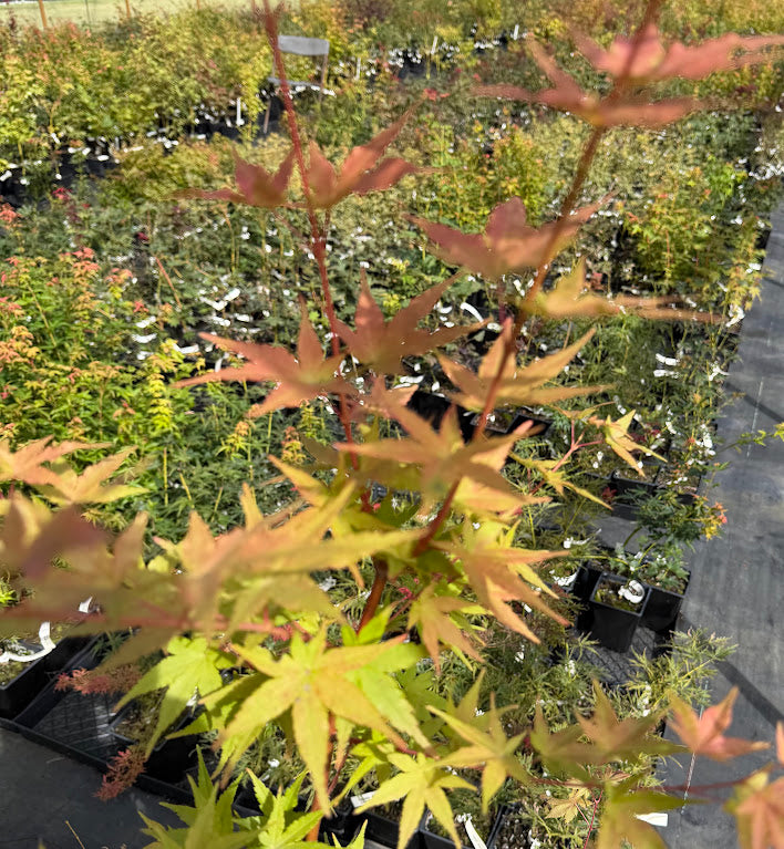 Acer palmatum 'Aoba Nishiki'