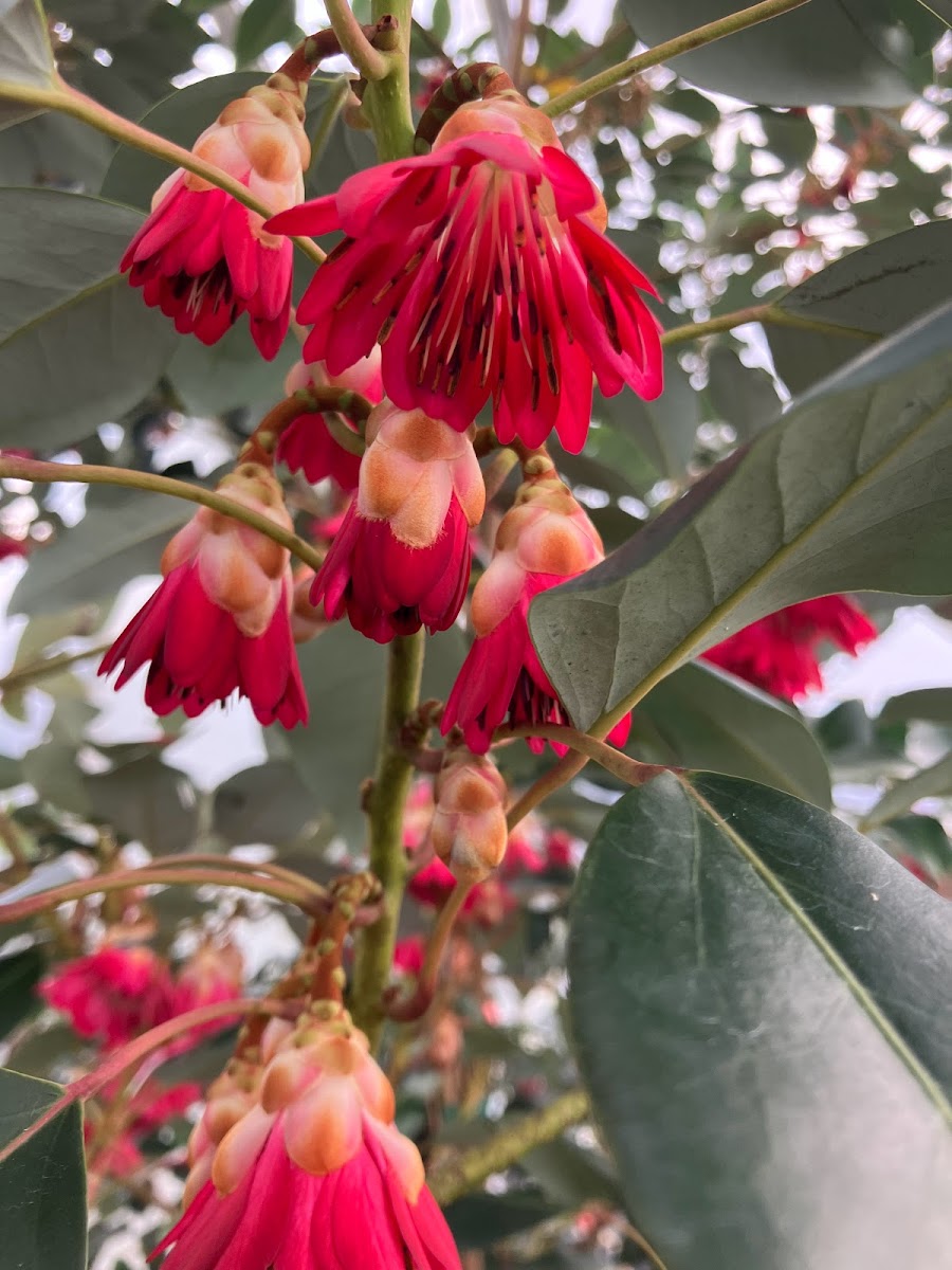 Rhodoleia henryi "Cold Hardy Clone" EXTREMELY RARE!
