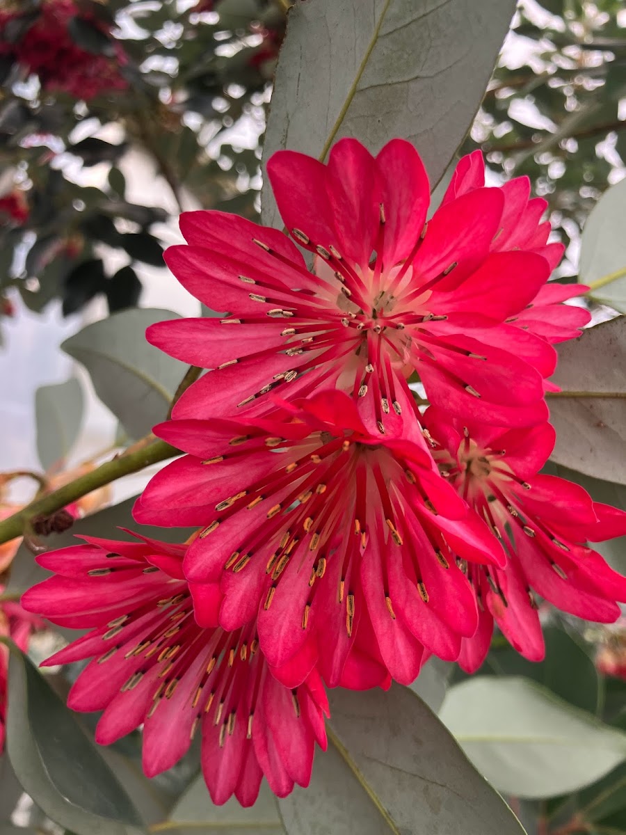 Rhodoleia henryi "Cold Hardy Clone" EXTREMELY RARE!