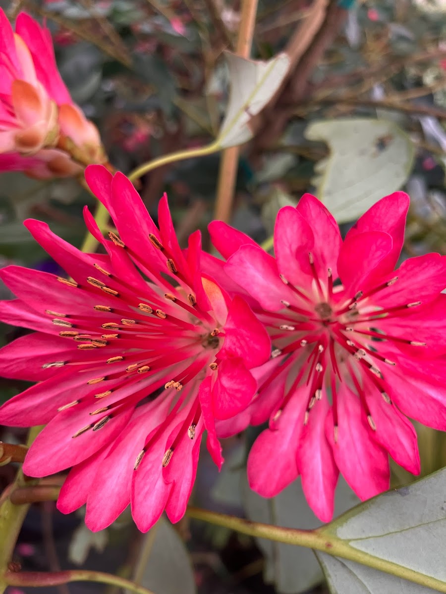 Rhodoleia henryi "Cold Hardy Clone" EXTREMELY RARE!