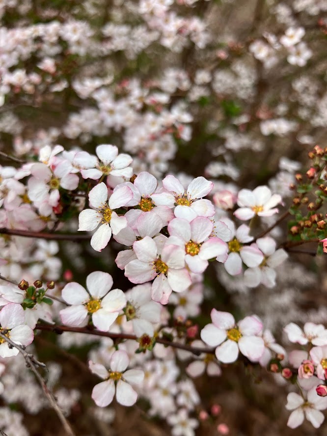 Spiraea thunbergii 'Fujino Pink'