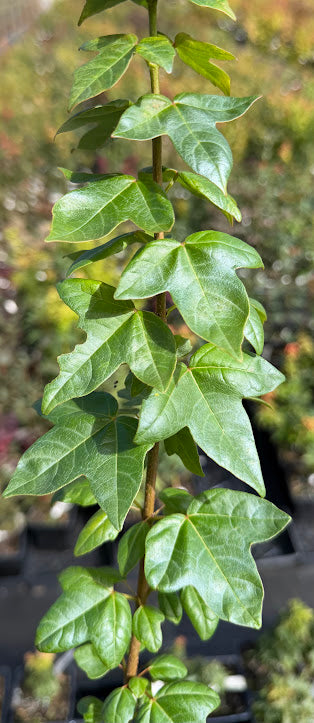 Acer buergerianum 'Miyasama Yatsubusa'