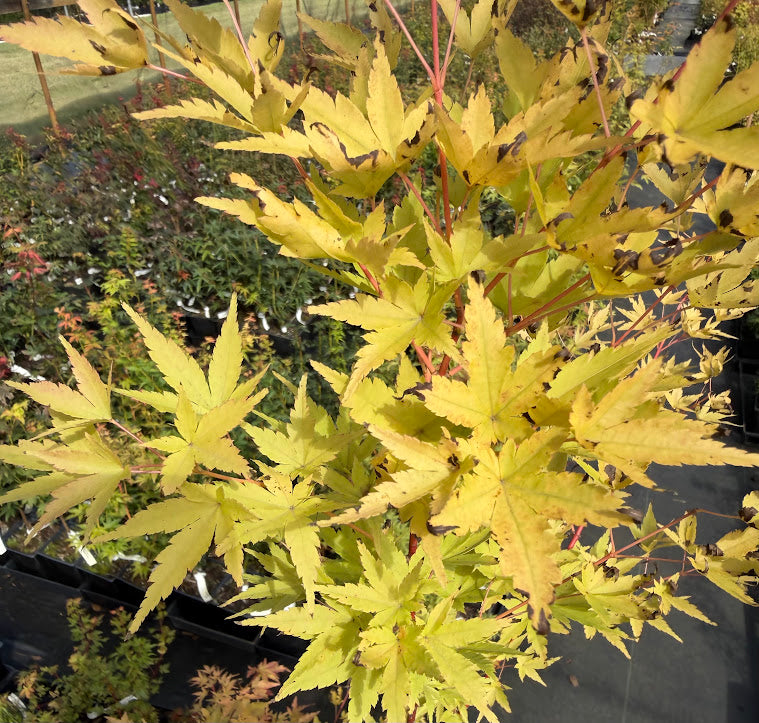 Acer palmatum 'Redwood'