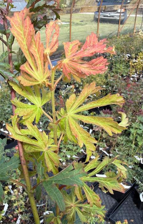 Acer japonicum 'Frigging Unbelievable' EXCLUSIVE NEW RELEASE! RARE!!!