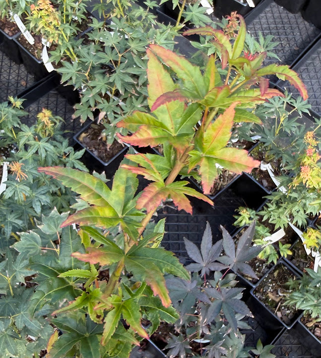 Acer palmatum 'Alpenweiss'