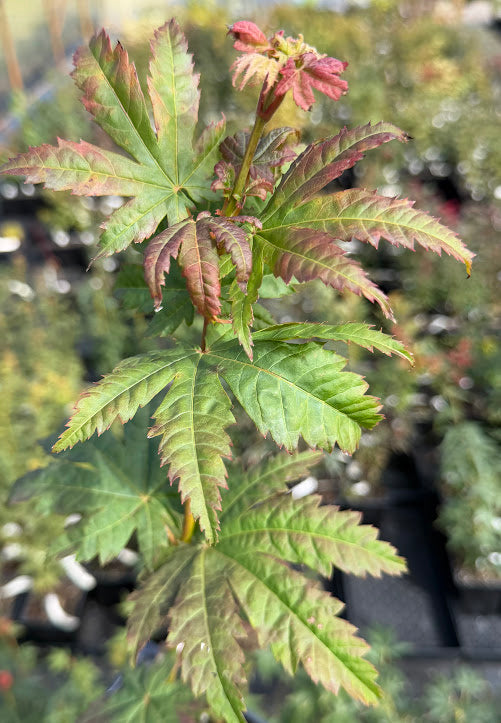 Acer japonicum 'Frigging Hoodwinked' EXCLUSIVE NEW RELEASE! RARE!!!