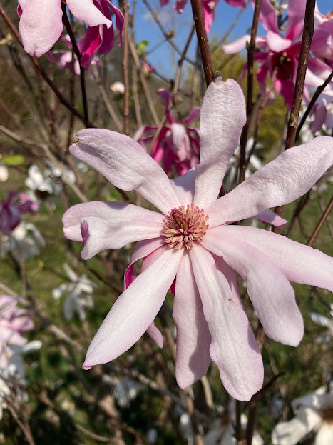 Magnolia stellata 'Hirai Beni' EXTREMELY RARE!