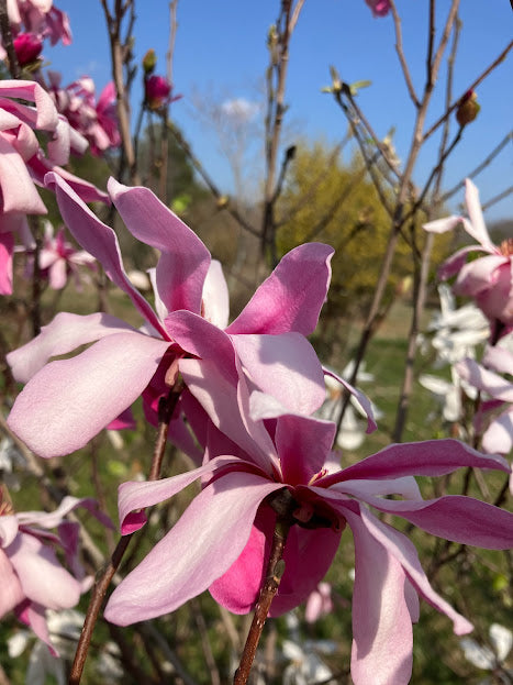 Magnolia stellata 'Hirai Beni' EXTREMELY RARE!