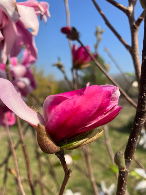 Magnolia stellata 'Hirai Beni' EXTREMELY RARE!
