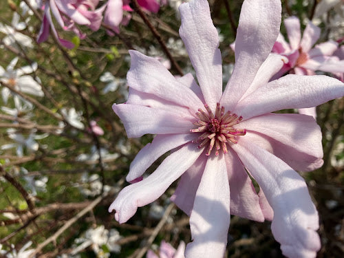 Magnolia stellata 'Hirai Beni' EXTREMELY RARE!