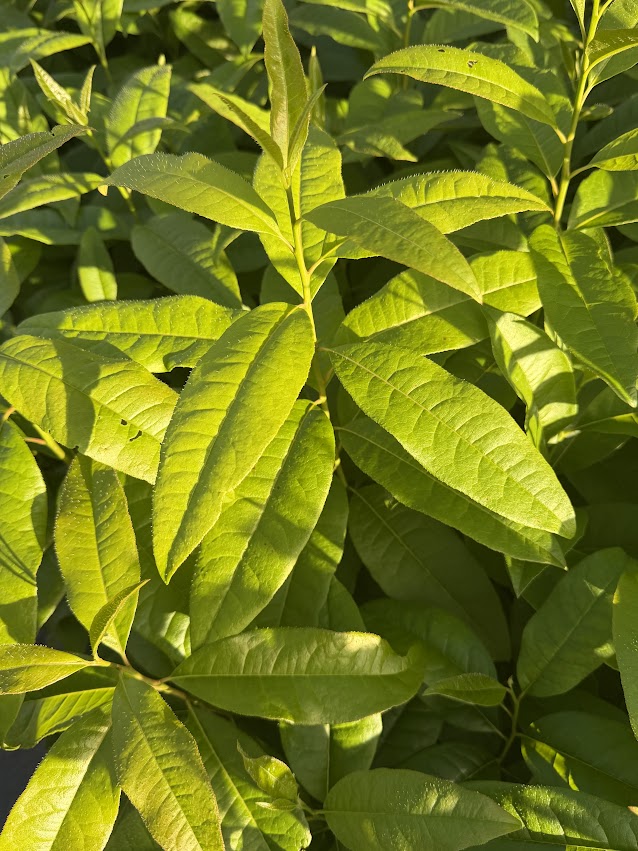 Oxydendrum arboreum