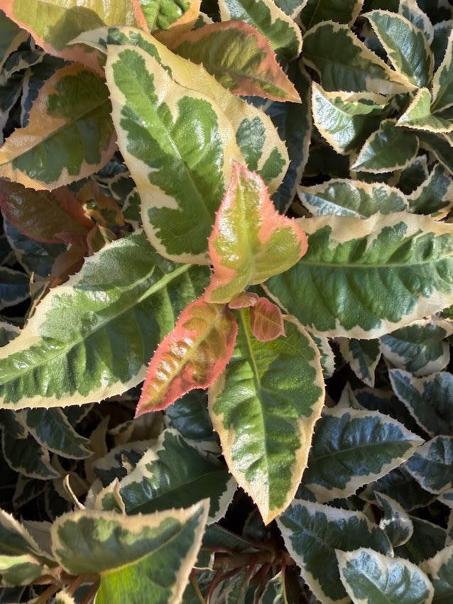 Ardisia japonica 'Biwa Nishiki'
