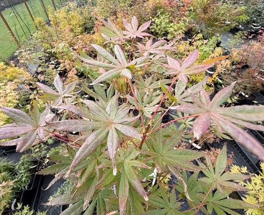 Acer shirasawanum 'Seasons of Change'