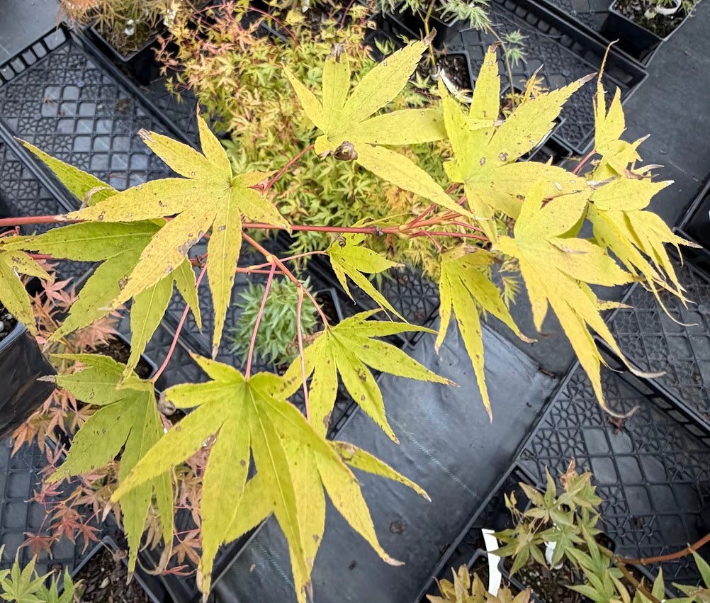 Acer palmatum 'Starry Nights'