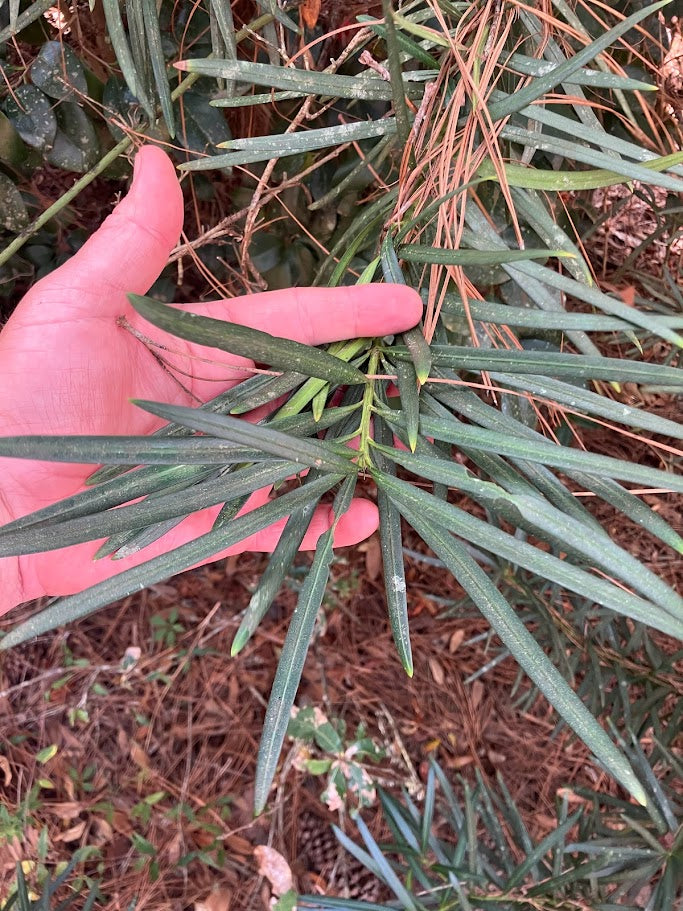 Podocarpus macrophyllus "Large Leaf - Tobe Garden" RARE! NEW RELEASE