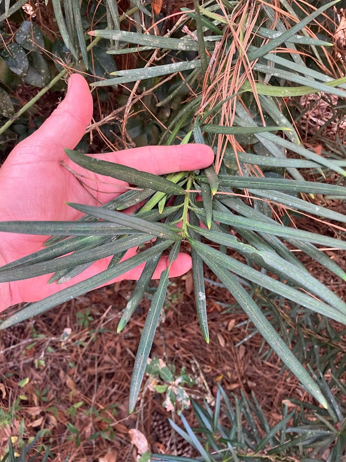 Podocarpus macrophyllus "Large Leaf - Tobe Garden" RARE!  NEW RELEASE