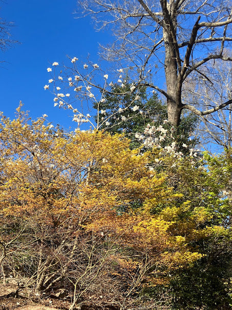 Acer palmatum 'Alan's Gold' Pinebark Japanese Maple