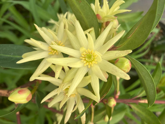 Illicium simonsii RARE