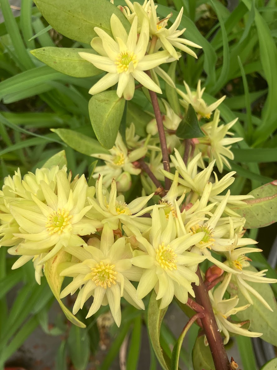 Illicium simonsii RARE
