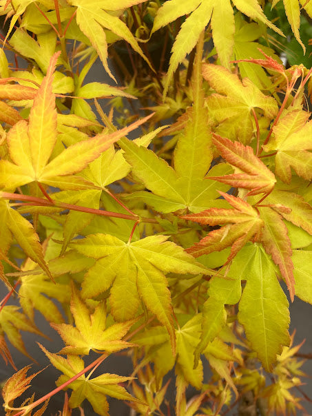 Acer palmatum 'Alan's Gold' Pinebark Japanese Maple