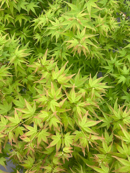 Acer palmatum 'Caperci Dwarf' Rare Caperci’s Dwarf Japanese Maple