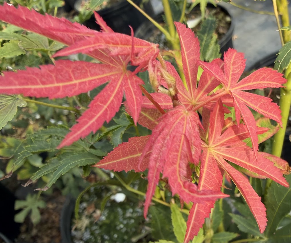 Acer palmatum 'Mon Zukushi'