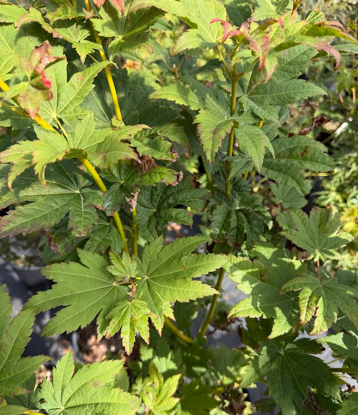 Acer japonicum 'Frigging Irresistible' EXCLUSIVE NEW RELEASE! RARE!!!