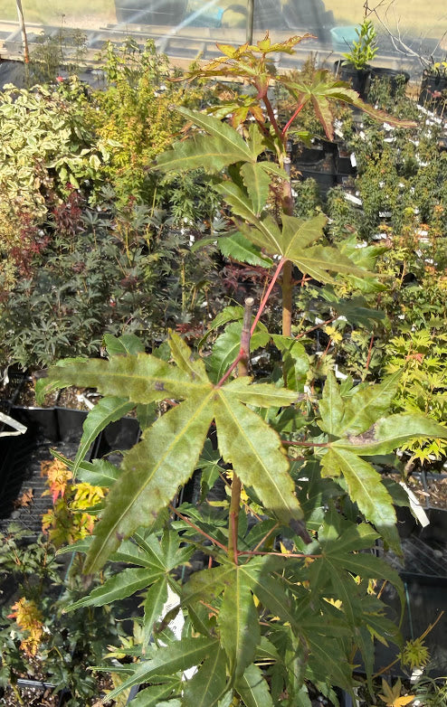Acer palmatum 'Hubble's Super Cork'