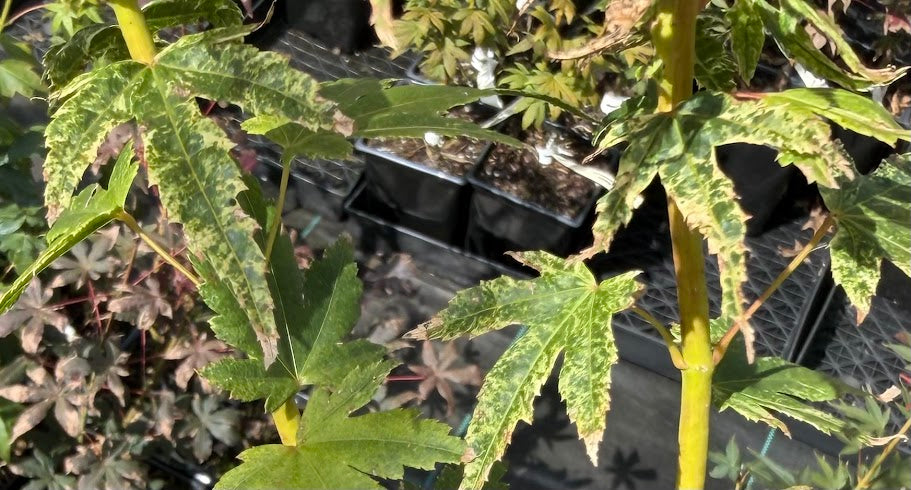 Acer palmatum 'Arctic Flame'