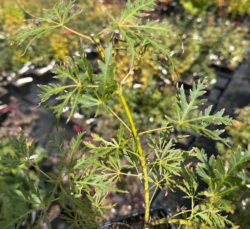 Acer palmatum 'Lady Abbess'