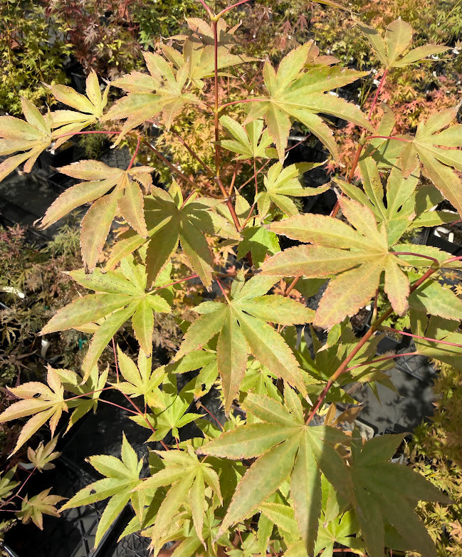 Acer palmatum 'Purple Mask'