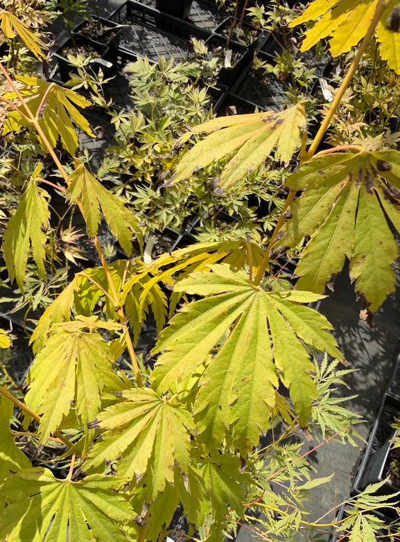 Acer pseudosieboldianum x palmatum