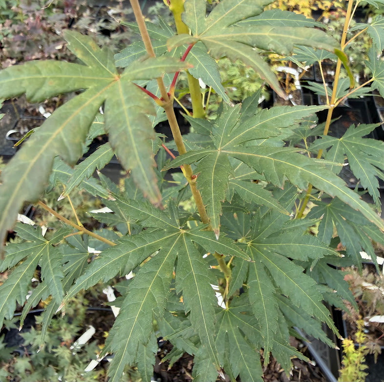 Acer palmatum 'Cosmos'