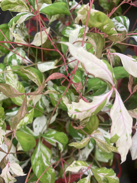 Nandina domestica 'Otafuku' RARE