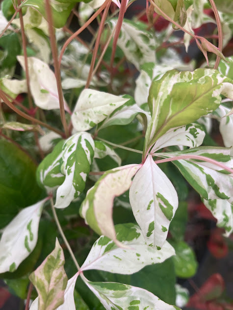 Nandina domestica 'Otafuku' RARE