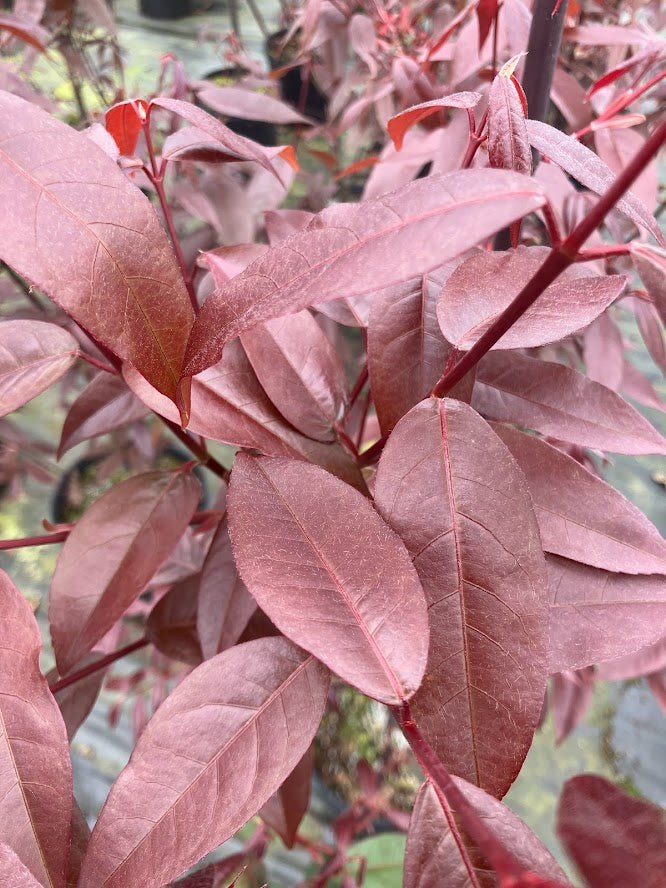 Acer laevigatum 'Hong Long' Evergreen Chinese Maple EXTREMELY RARE