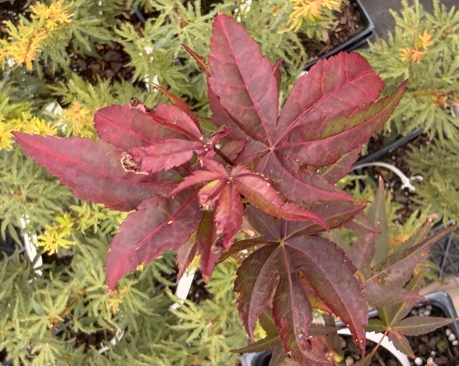 Acer palmatum 'Novum'