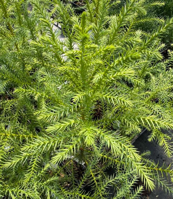 Taiwania cryptomerioides
