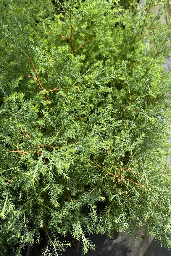 Thuja occidentalis 'Coral Island Green'